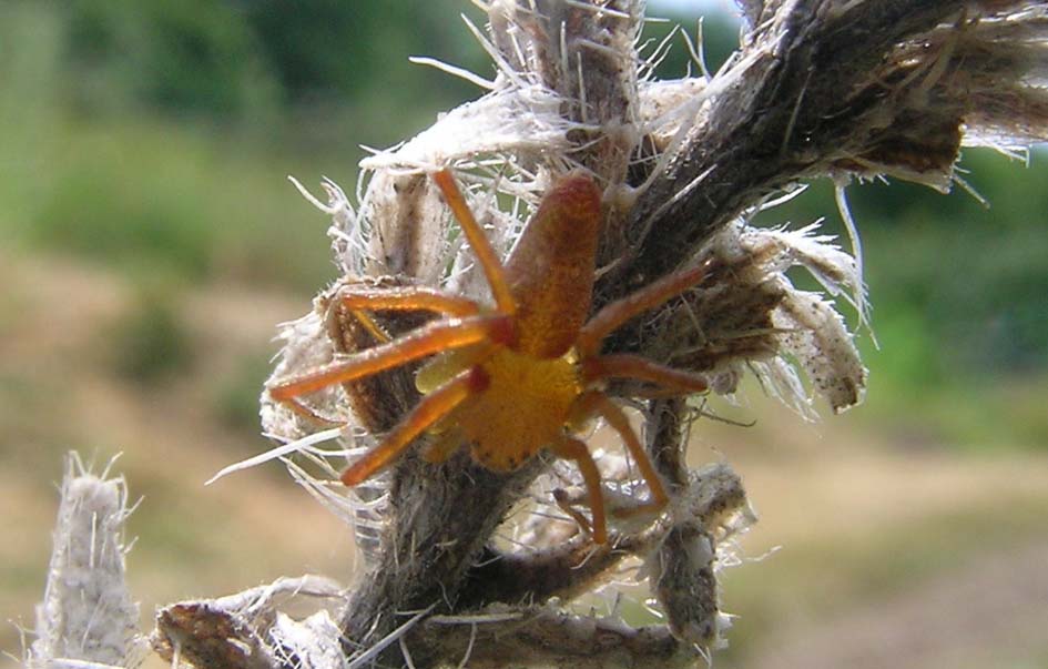 Philodromus sp.